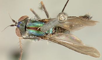 Media type: image;   Entomology 12943 Aspect: habitus dorsal view